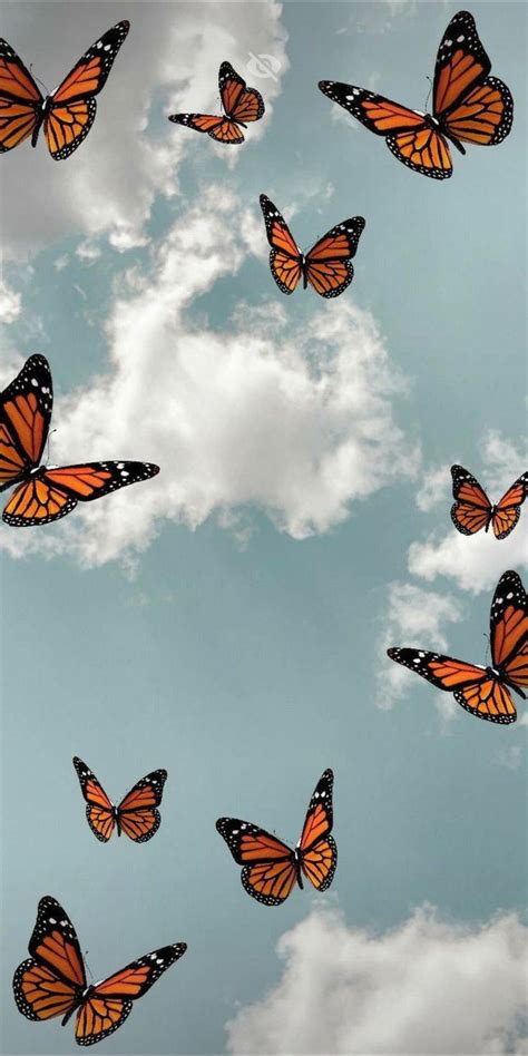 butterfly aesthetics|More.